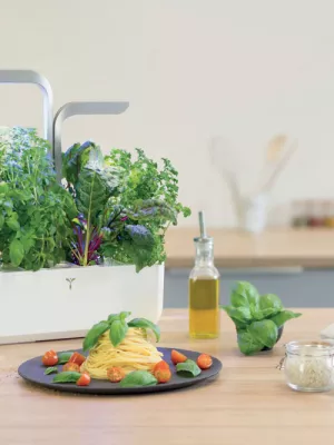 Potager d'intérieur Véritable Classic