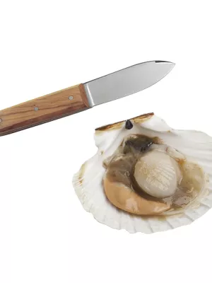 Couteau à Coquille Saint-Jacques Louis Tellier