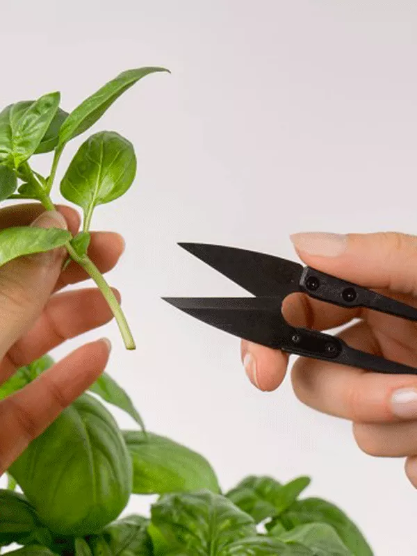 Produit Mini-ciseaux à herbes Véritable Image